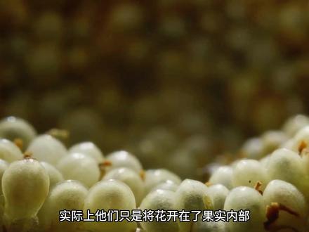 飞虫竟是无花果成熟的关键#无花果 #榕小蜂 #神奇的大自然
