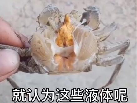螃蟹打开有积水,是水瘪子吗?#螃蟹 #水产养殖 #抖音小助手