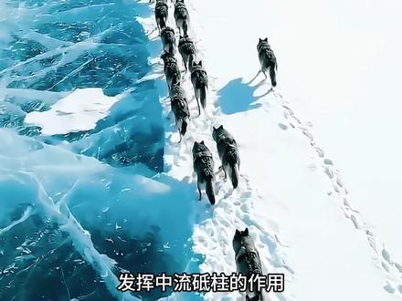 狼群给人类的启示 #狼群