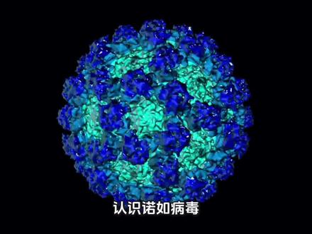 认识诺如病毒!