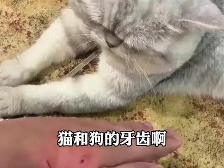 不小心被猫狗的牙齿或者是爪子刮倒了怎么办 #狗狗 #新手养狗 #养狗经验分享 #科学养宠攻略 #狂犬病