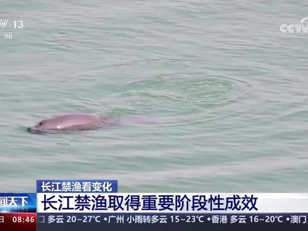 从“休养生息”到“生生不息” 长江十年禁渔启动以来水生生物资源恢复向好