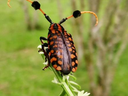 清晨偶遇正在吃大餐的酷天牛—橘斑簇天牛#观察昆虫 #奇趣自然 #昆虫记 #大自然 #天牛