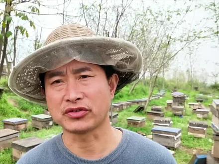 蜜蜂繁殖季节如何控制蜂螨唯有甲酸效果佳 #养蜂人 #养蜂技术 #蜜蜂养殖 #蜜蜂