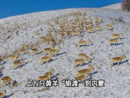上万只黄羊“偷渡”到内蒙?在外蒙古好好的,为啥跑到我国?#蒙原羚#大国重器#大国崛起#科普#科普一下