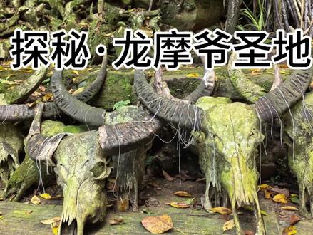 探秘西盟龙摩爷,千具牛头悬古林,藏着佤族千年信仰#云南旅行