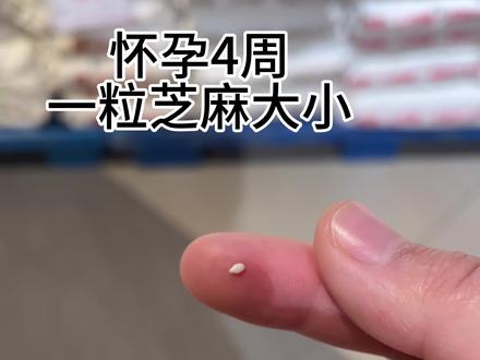 直挂感受宝宝1-40周大小的变化,我现在肚子里有两个马水桔了,你们的宝宝都多大了#马宝宝 #双绒双羊双胞胎#孕早期#孕期宝宝发育过程 #胎儿发育