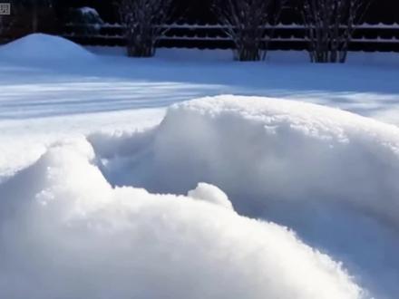 兔狲 鼎鼎大名的草原煤气罐#神奇动物在抖音 #动物世界 #搞笑动物解说