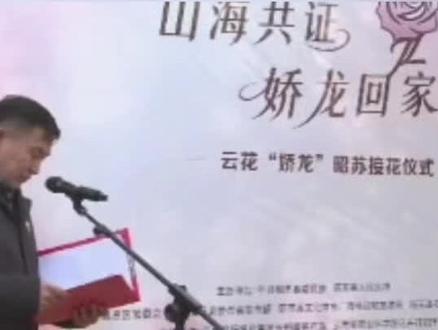 “娇龙”月季回家了,安放于昭苏知青馆娇龙厅#娇龙月季#贺娇龙 #伊犁 #昭苏