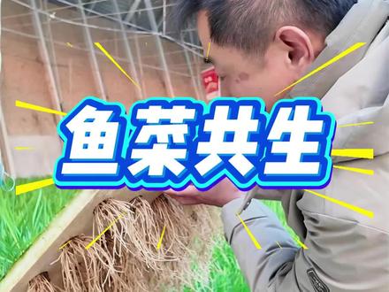 鱼菜共生是个啥?#乡村振兴 #三农 #鱼菜共生 #生活分享计划