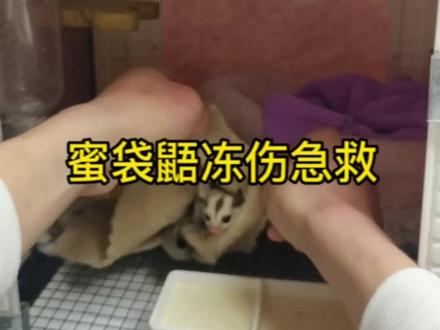 冬季蜜袋鼯很容易被冻伤,快来看看如何解决吧#蜜袋鼯 #蜜袋鼯日常