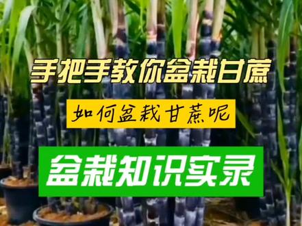 如何盆栽甘蔗
#盆栽甘蔗 #家庭种植 #三农 #种植小技巧 #盆栽