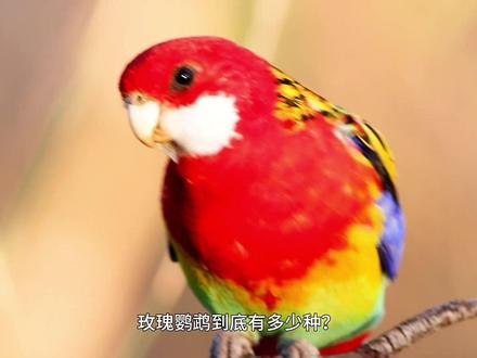 玫瑰鹦鹉的大家族 #神奇动物在这里 #动物世界 #动物迷惑行为 #鹦鹉 #流量扶持