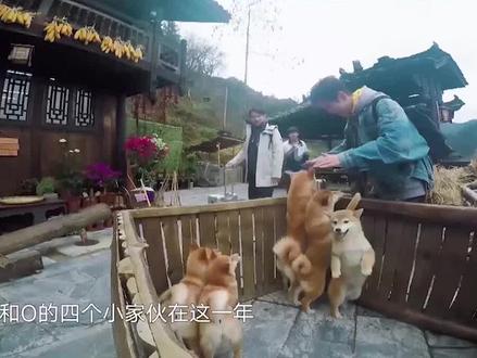 #锅碗瓢盆怎么样了 小H和小O的四个孩子锅碗瓢盆在这一年都有了自己的归宿~