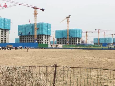 实拍:农村“狗撵兔”,拍摄过程惊心动魄,生死极速快到惊人! #细狗 #猛犬 #狗撵兔