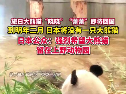 旅日大熊猫“晓晓”“蕾蕾”即将回国 #日本公众强烈希望大熊猫留在日本的动物园 “担心大熊猫完全从日本消失!”
