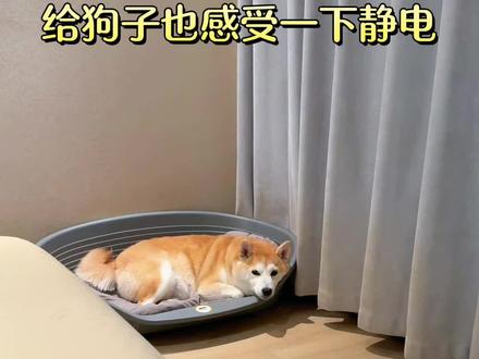 东北冬天静电的受害狗出现了 #柴犬金十月 #柴犬