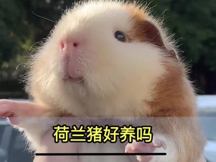 荷兰猪好养吗 荷兰猪好养吗#萌宠 #荷兰猪 #豚鼠