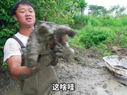 花200块前包下一个废弃多年的甲鱼塘,没想到里面竟然有?#抓鱼#农村生活#我要上热门#新农人计划2021#户外