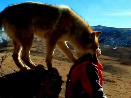 #重返狼群 纪录片背后付出无数心血,#李微漪 和#亦风 用7年和一身病痛让格林被看到#狼王格林 #保护自然