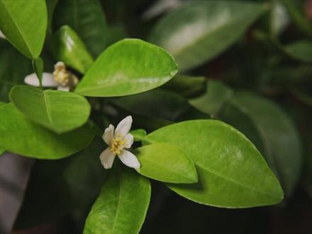 闻起来臭,吃起来却很香,绍兴臭豆腐地道做法!#随拍 #农村生活 #臭豆腐