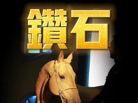 连续五界选美冠军的汗血宝马,大家猜一下他几岁?#马 #汗血宝马 #汗血马 #马术 #骑马 #科普