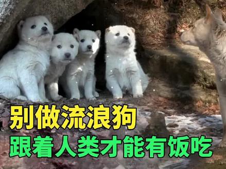 深山里的流浪狗妈妈,主动把两只小狗送给人类,分别时它满眼不舍 #流浪狗 #母爱 #萌宠