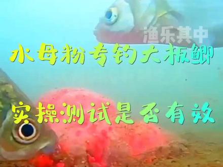 水母粉钓大板鲫实测,是否有效。#野钓鲫鱼 #钓鱼的乐趣只有钓鱼人懂 #户外垂钓