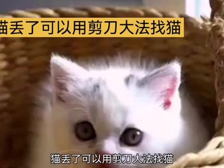 剪刀大法:找猫神器还是心理安慰 #宠物科普 #养宠进阶指南 #爱猫 #宠物知识