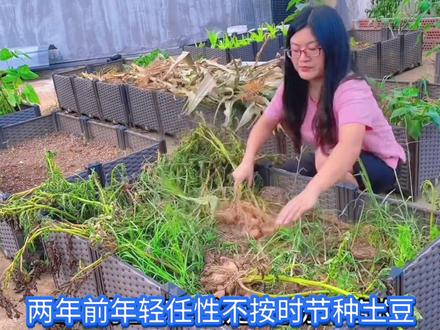 以前种土豆全军覆没,今年大丰收,却遭遇不明虫害,怀疑是蛴螬,赶紧翻土查看?土豆种植从播种到收获历时4个多月全程记录。#土豆丰收的季节 #土豆种植全过程 #耙耳朵的幸福生活 #国民好老公 #劳资蜀道山 #楼顶种菜 #土豆种植记录 #种植小技巧 #马铃薯 #马铃薯就是土豆🥔