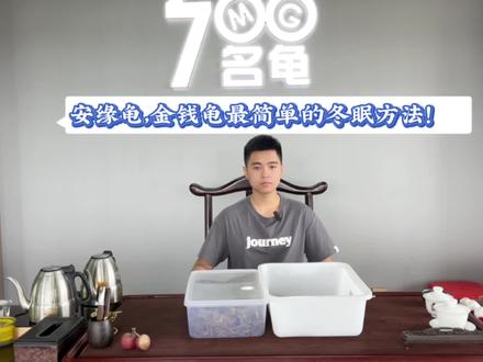 安缘、金钱龟如何过冬?最简单的方法!