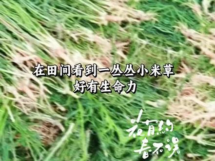 传说中的黄麦草。