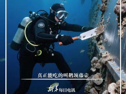 #每日新知 |船底的藤壶为啥没人吃?博主“老树怪谈”给吃货们答疑解惑:真正能吃的叫鹅颈藤壶。#新华每日电讯
