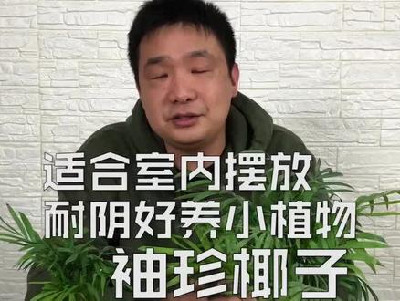 今天介绍一种耐阴植物,袖珍椰子