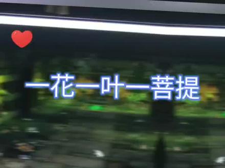 1防骑+三奶骑重温经典千金马任务#魔兽世界怀旧服 #千金马 #圣骑士