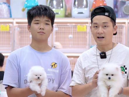 哈多利球体博美,他为什么叫球体?用一分半钟的时间,进来寻找答案吧#狗狗 #福州狗爸爸#狗爸爸 #博美 #福州宠物