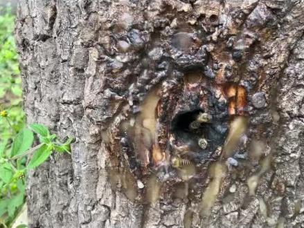 养诱技术分享#户外找蜂#诱蜂 #诱蜂水#诱蜂蜡 #诱蜂桶