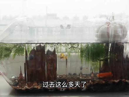 矿泉水瓶生态鱼缸后续,2天换水3天换鱼,是真的吗 #宠物 #养鱼日记#观赏鱼#水族#养鱼养心#矿泉水瓶养鱼
