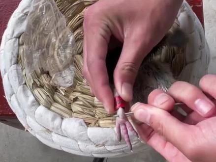 幼鸽套足环教你正确方法#鸽子 #大体元宝鸽 #信鸽赛鸽 #养鸽人 #肉鸽养殖