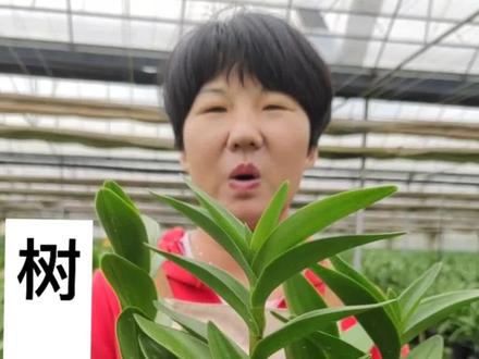 这么好养的树兰,你喜欢吗?#好物推荐 #花卉绿植 #兰花 #室内绿植#爱生活爱养花 #兰花基地