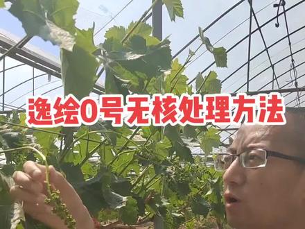 北农华逸绘0号无核处理使用方法,大家注意观察,使用!#新农人计划 #阳光玫瑰葡萄 #来抖音学农技 #逸绘