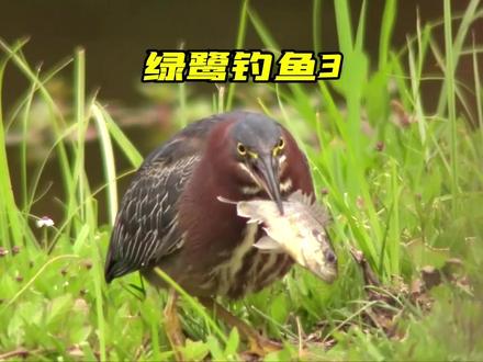 绿鹭钓鱼太有耐心了,不受任何干扰专注钓鱼! 绿鹭不仅会钓鱼还会捕抓蜻蜓!#绿鹭 #绿鹭捕鱼 #绿鹭钓鱼 #钓鱼 #钓鱼技巧