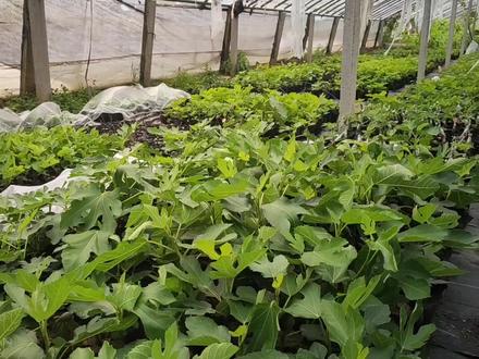 种植无花果只需用上这种“宝贝”,就能出果早,叶片好,根系好!