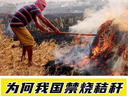 烧秸秆好处大还是坏处大?#秸秆焚烧 #焚烧秸秆 #秸秆禁烧
