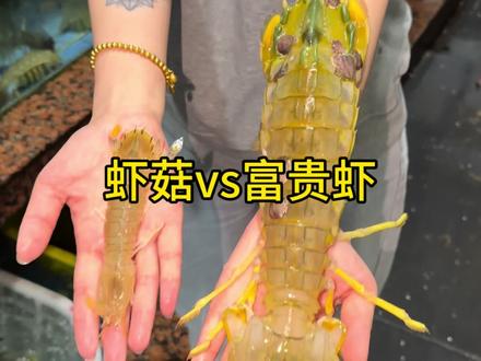皮皮虾有分好几种,虾菇,螳螂虾,斑马皮皮虾,泰国富贵虾#富贵虾 #富贵虾做法 #海鲜 #海鲜水产 #海鲜价格