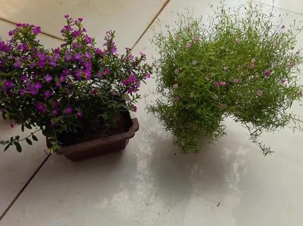 两种满天星的养护区别 #养花 #满天星