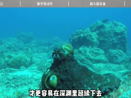 知识春节解读|为什么深海的动物体型都巨大?#知识 #科普 #抖音年味新知贺岁