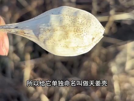 这是一种小时候经常能见到的农村植物,也是7080后的野外零食,它还有一个名字叫做天浆壳。#天浆壳 #野生药材 #萝藦