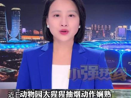 大猩猩抽烟动作娴熟 会点烟藏烟 动物园:从小被外国夫妇领养 学会了抽烟 喝酒 喝可乐等不良习惯 提醒游客:不要偷偷扔香烟给它了 #大猩猩 #小强热线主播说