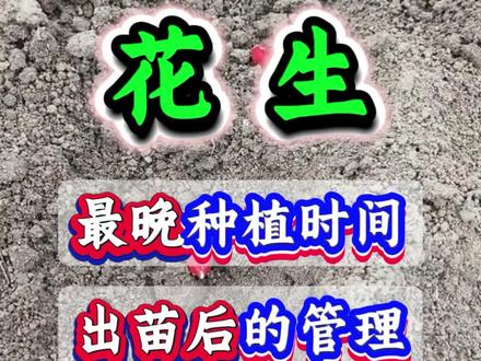 花生种植时间 覆膜后要不要揭地膜 苗后管理#花生 #花生种植 #花生管理 #种花生